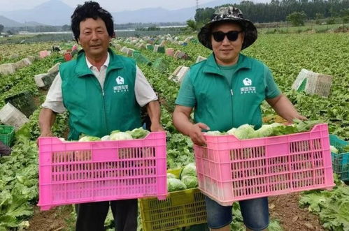 兩天采摘50噸 延慶區政府聯合美團為應季圓生菜拓展新銷路